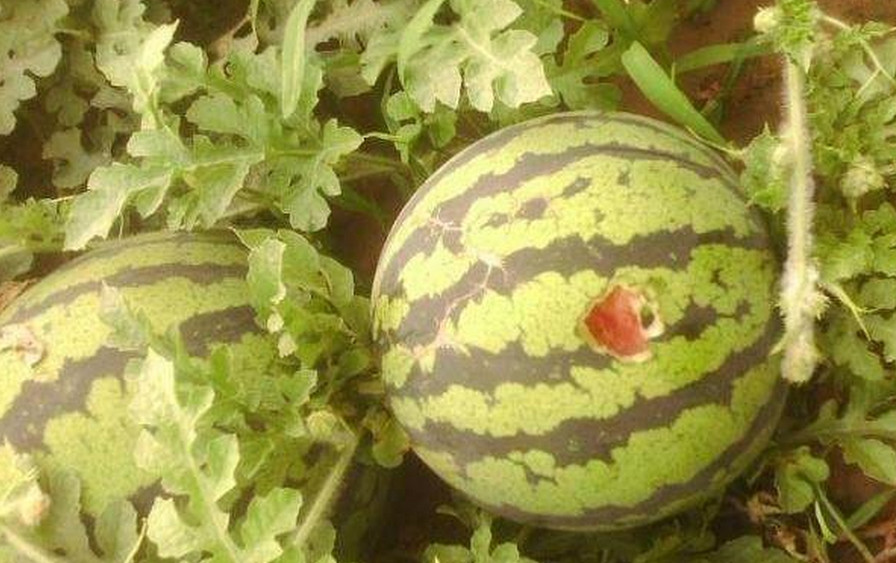 大棚西瓜被鸟啄用什么方法最有效,西瓜怎么驱鸟最快最有效