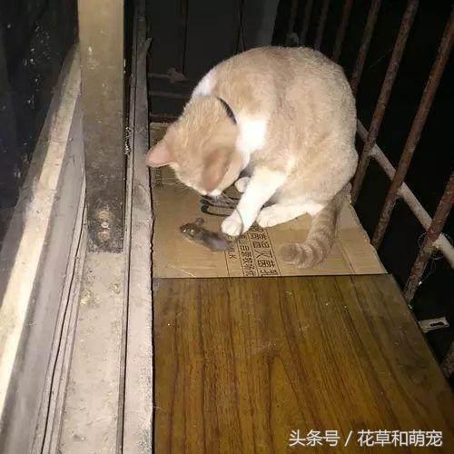 猫咪把老鼠叼到床上怎么办,猫咪连续2个月叼老鼠回家
