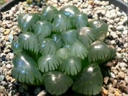 最名贵的玉露,最好看最贵的玉露品种图片