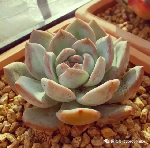 多肉爱好者必须养的有哪些多肉,心头肉多肉