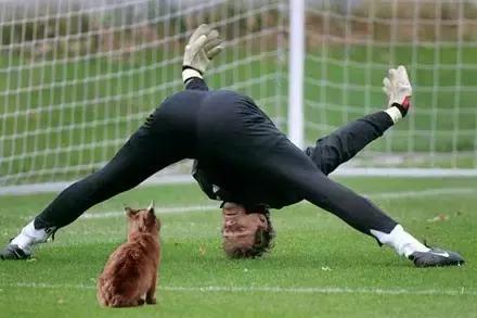 足球ps版,把足球p成猫