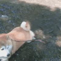 足球ps版,把足球p成猫