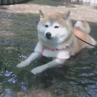 足球ps版,把足球p成猫