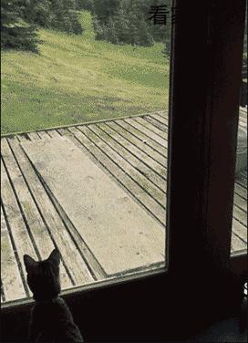 足球ps版,把足球p成猫