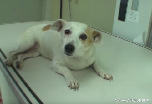 狗狗拍x光胃里黑色的是什么,狗狗拍个x光片能看出肿瘤吗