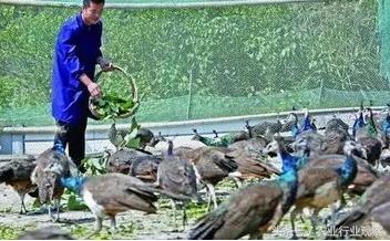 身价能过千万！看看这些养殖人的商业模式如何玩