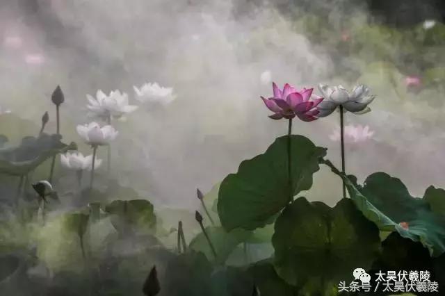 2022淮阳龙湖赏荷旅游月开幕式,中国淮阳龙湖赏荷旅游月活动启动