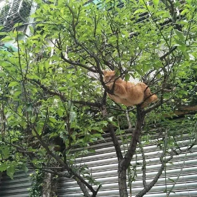 足球ps版,把足球p成猫