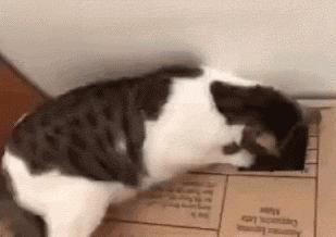 足球ps版,把足球p成猫