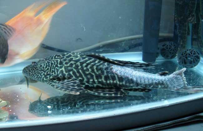 历史第一清道夫贝肯鲍尔,贝肯鲍尔是自由人还是清道夫