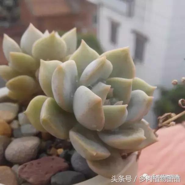 离家一个月20天,离家一个月养猪