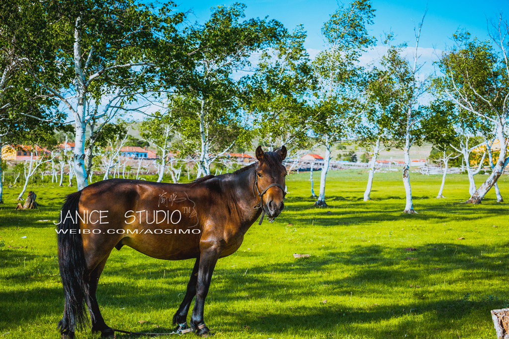 锡林郭勒草原旅游自驾攻略,锡林郭勒大草原自驾旅游攻略