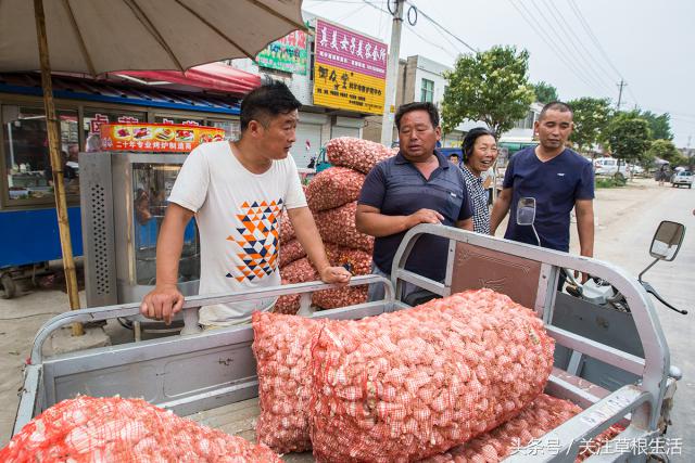 在农村收购大蒜卖给金乡冷库,农村商贩收购大蒜