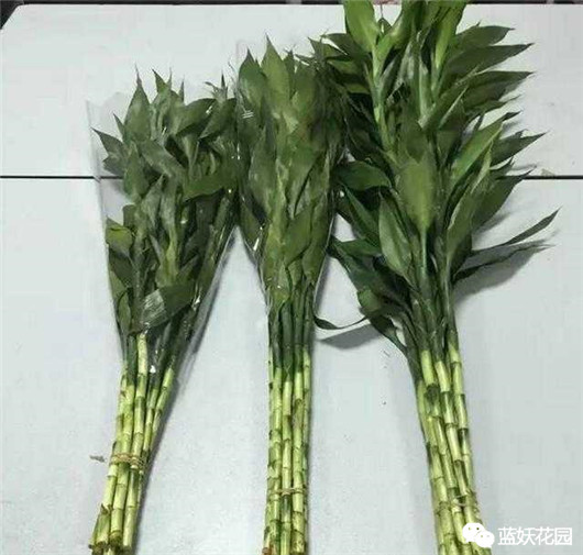 富贵竹叶子发黄怎么养护,招财富贵竹叶子发黄加醋