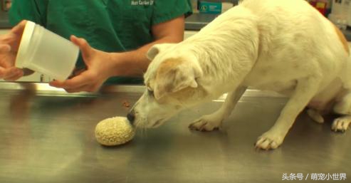 狗狗拍x光胃里黑色的是什么,狗狗拍个x光片能看出肿瘤吗