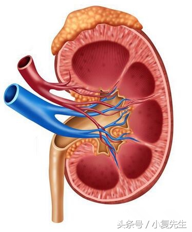 免疫抑制剂治疗肾病综合征禁忌,肾病用激素好还是免疫抑制好