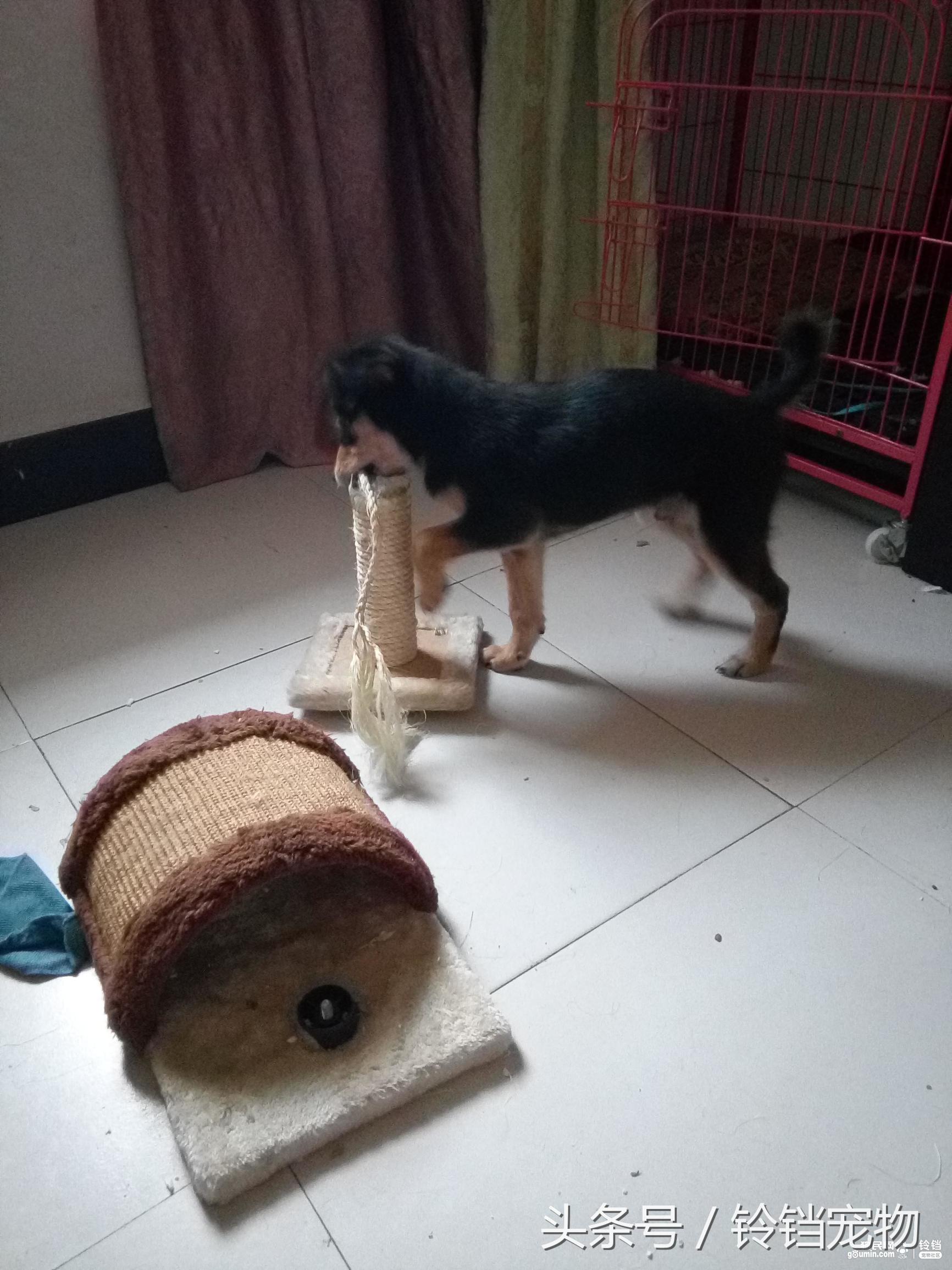 猫狗拆家 (猫狗一起拆家了)