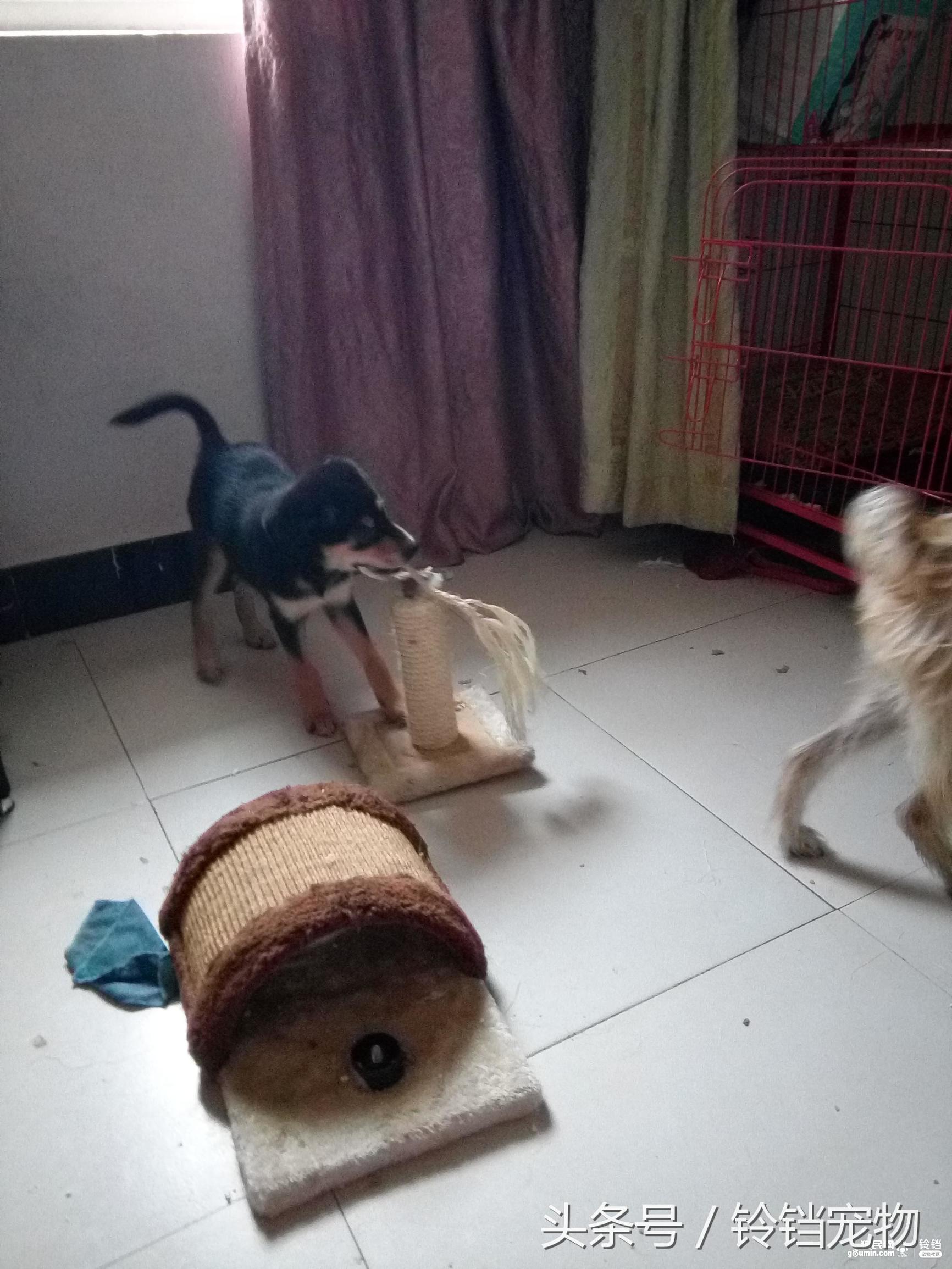 猫狗拆家 (猫狗一起拆家了)