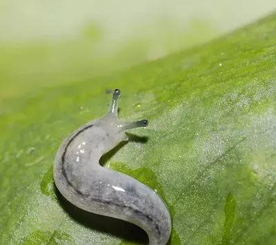 水槽里出现这种像蚂蟥的软体虫，真的得关注了！