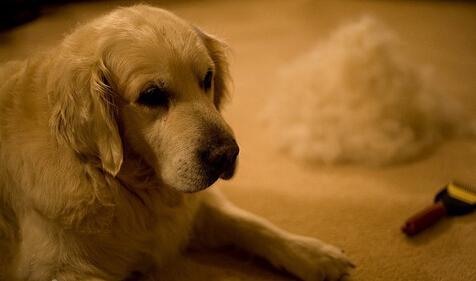 铲屎官怎样清理家里的狗毛,家里怎么防狗毛