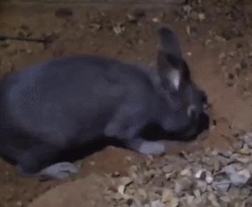 兔妈妈把兔宝宝埋起来,兔妈妈把兔子挖出来了