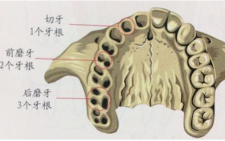 牙齿是长在牙龈上还是牙板上,牙齿是长在肉里还是骨头上