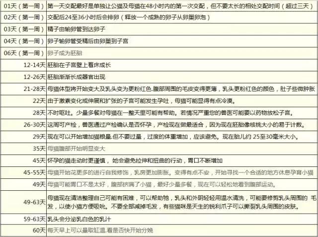 猫咪护理知识和关注事项,猫咪怀孕生产用什么消毒