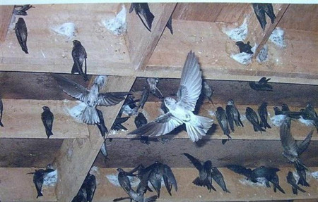 终于知道燕窝为啥这么贵,终于知道燕窝为什么这么贵