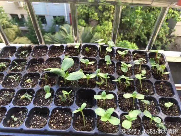 怎么种大型向日葵从发芽到开花,向日葵从种子到开花要多久