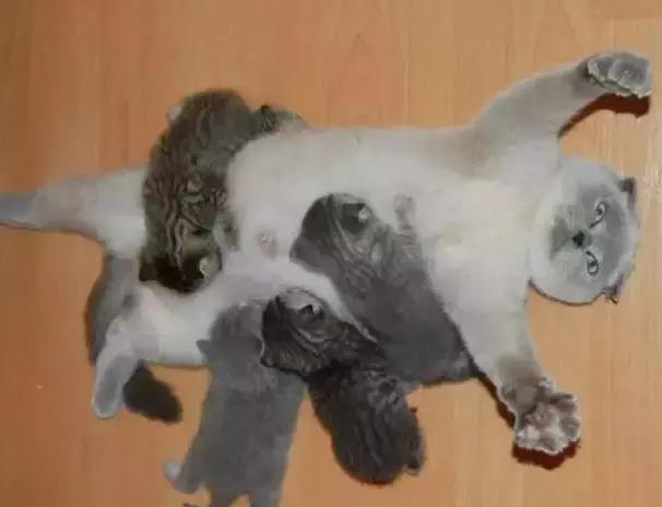 猫咪护理知识和关注事项,猫咪怀孕生产用什么消毒