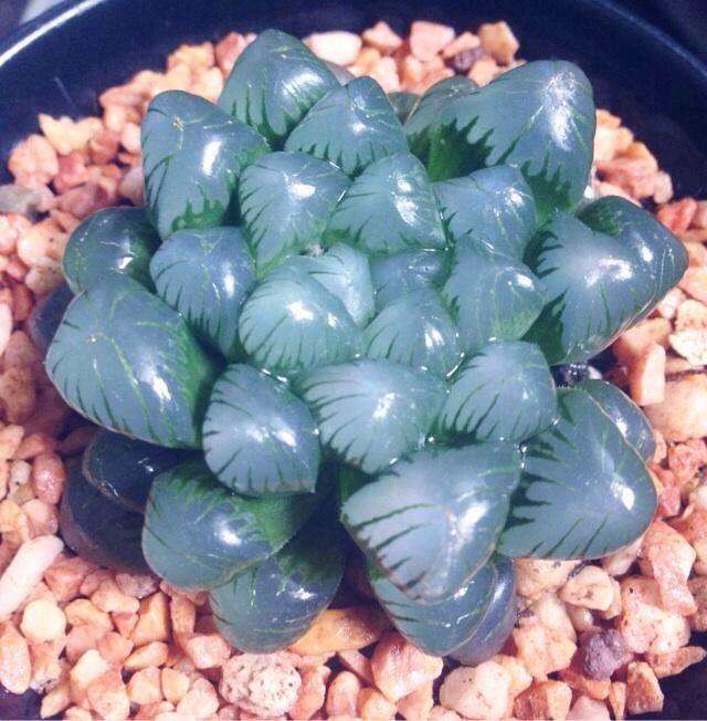 最名贵的玉露,最好看最贵的玉露品种图片