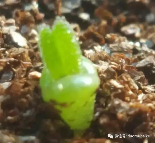 多肉爱好者必须养的有哪些多肉,心头肉多肉