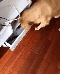 足球ps版,把足球p成猫