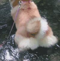 足球ps版,把足球p成猫