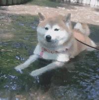 足球ps版,把足球p成猫