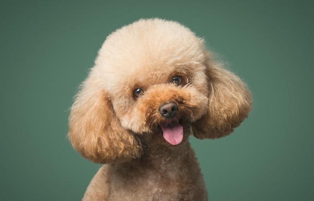 泰迪犬饲养十点经验总结,泰迪犬夏季