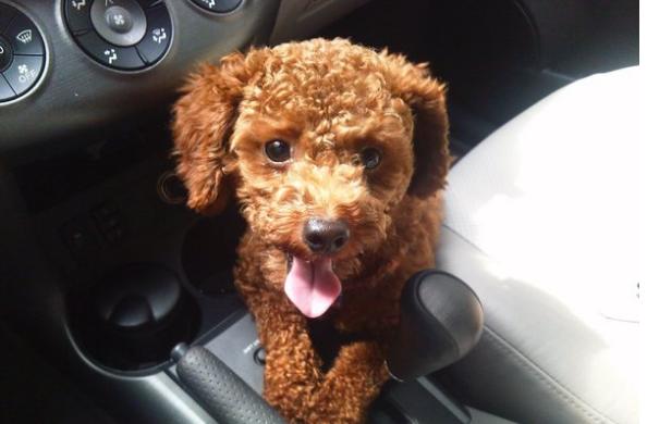 泰迪犬饲养十点经验总结,泰迪犬夏季