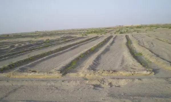 戈壁滩上种大枣,戈壁滩种枣