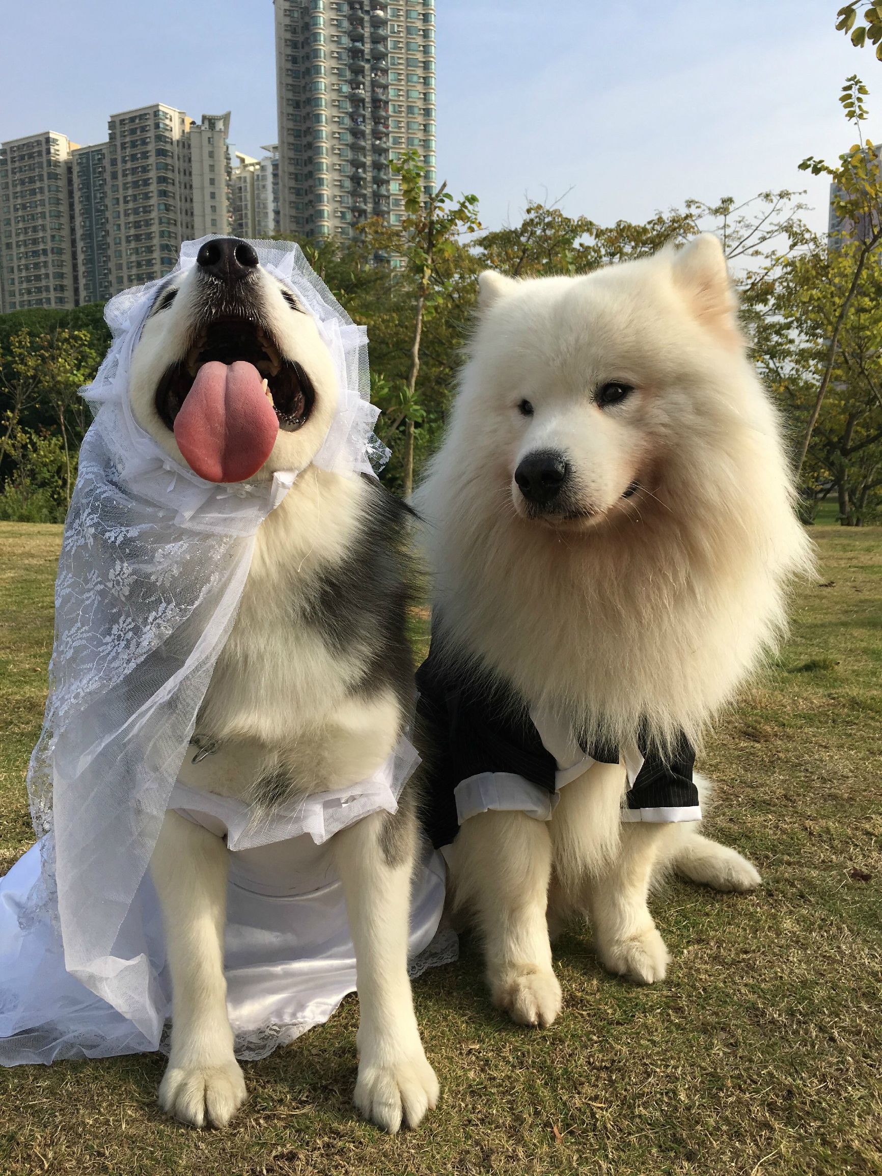 瀵逛笉璧蜂簩鍝堢殑鐪肩,瀵逛笉璧锋垜鐖变綘浜屽搱