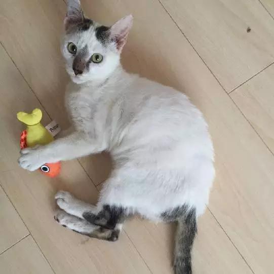 上海宠物领养阿拉斯加,上海宠物领养活动