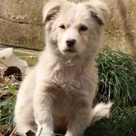 上海宠物领养阿拉斯加,上海宠物领养活动