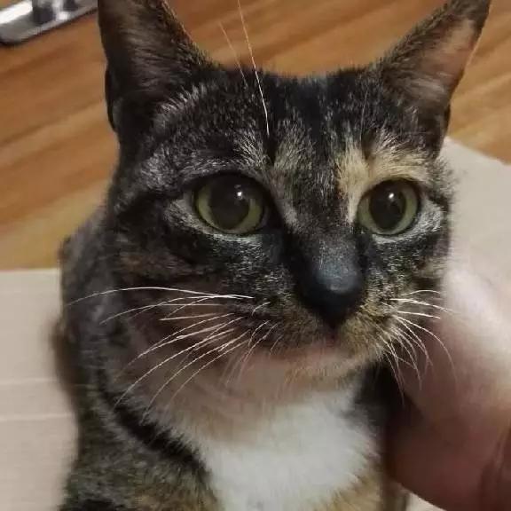 上海宠物领养阿拉斯加,上海宠物领养活动