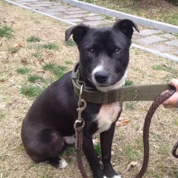 上海宠物领养阿拉斯加,上海宠物领养活动