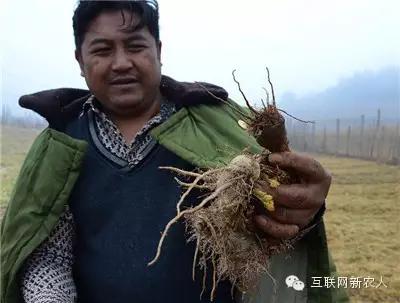 乖乖现在怎么样了,玛咖价格最新行情