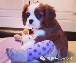 狗狗假孕和真孕的辨别,狗狗怀孕有白带正常吗