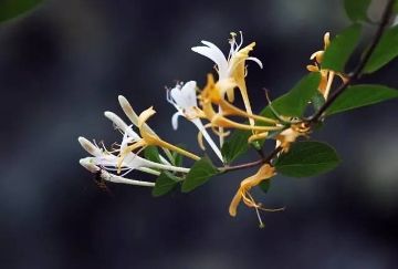 常吃这三种东西最有效,老年人常吃的十味补药