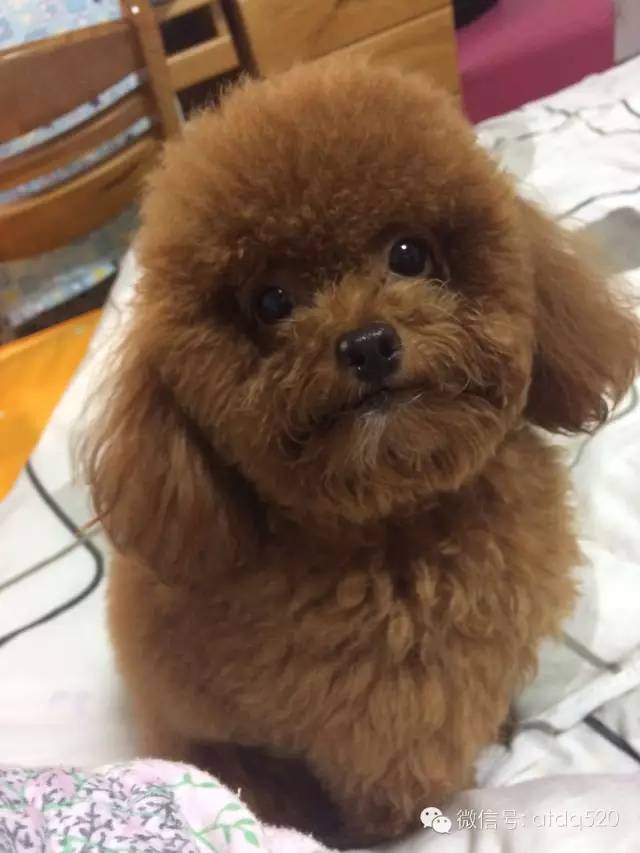 泰迪妈妈生了几个孩子,泰迪接生的过程