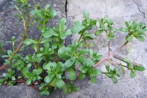 六安最新“野菜宝典”7种野菜，13种时令蔬菜，你都认识吗？