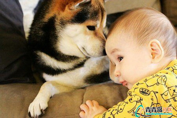 狗狗破坏东西如何教育,狗狗乱咬家具怎么办