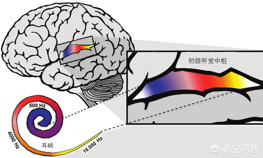 为什么听录音会觉得自己声音难听,为什么录音比自己真实的声音难听